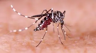 Wirus chikungunya jest przenoszony przez komary tygrysie  