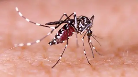 Włochy. Rośnie liczba zachorowań wywołanych wirusem chikungunya