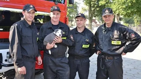 Szczeniak utknął w rurze na cmentarzu. Uratowali go strażacy