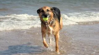 W Gdyni są już dwie psie plaże