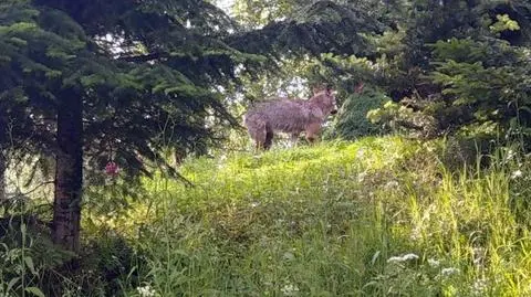Wilk był obserwowany już wcześniej