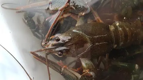 Małżeństwo z Ukrainy przemycało chronione raki