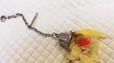 Poznań: weterynarze pomogli papudze z dziobem w dzwonku