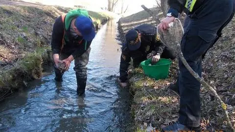 Straż miejska ratuje ryby