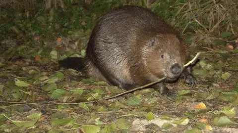 Z przyjściem wiosny miały zginąć. Zimowa aura ocaliła bobry