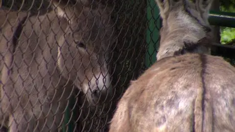Zakazana miłość w poznańskim Starym Zoo