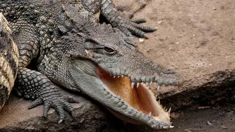 Indonezja. Krokodyle będą pilnować skazańców