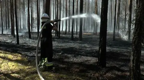 Spłonęło 5 hektarów lasu w Wielkopolsce
