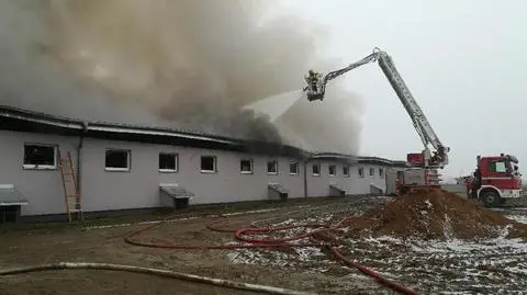 Golub-Dobrzyń: w pożarze chlewni zginęło około 3,5 tysiąca świń