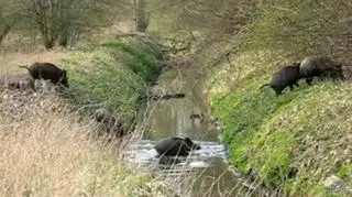 14 dzików zginęło na torach