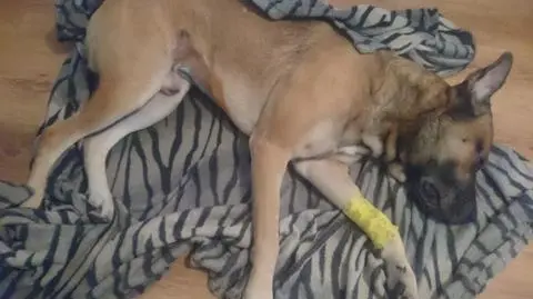 Maniek otarł się o śmierć. Zjadł kiełbasę z powbijanymi gwoździami