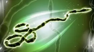 Wirus Ebola zagraża zdrowiu i życiu