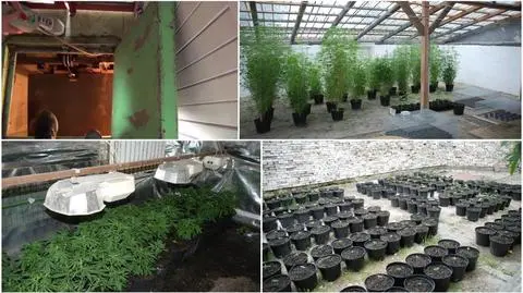 Winda do piwnicy, a tam profesjonalna uprawa konopi