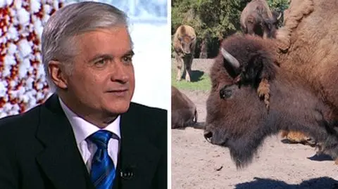 "Zaatakował mnie żubr"