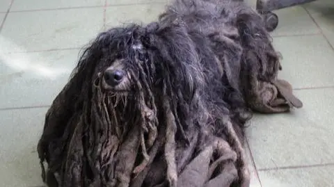 "Po ścięciu sierści waży dwa razy mniej"