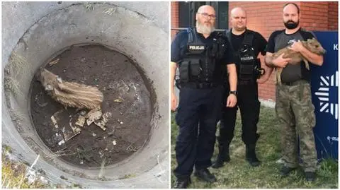 Dzik wpadł do studzienki