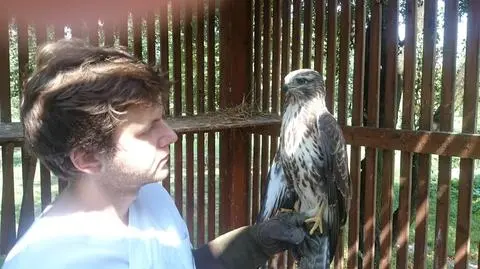 Nielegalnie "oswoił" myszołowy. Chcą przywrócić je naturze