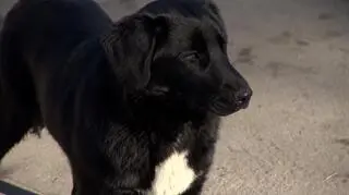 Mały Maksio jest już w domu