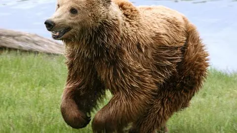 Poznańskie zoo azylem dla niedźwiedzi 