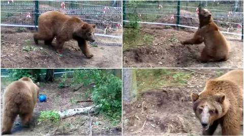 Baloo bezcelowo krąży po swoim wybiegu, zawraca "kołowrotkiem"