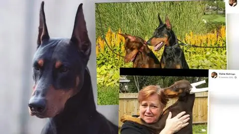 Kobieta znaleziona martwa ze śladami ugryzień, miała dwa dobermany