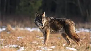 Wilki wróciły do pomorskich lasów 