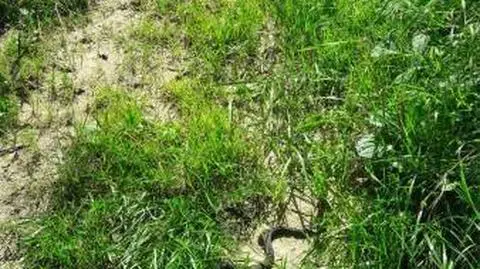 Żmija wpełzła do drewutni. „W pobliżu znajdowały się dzieci”