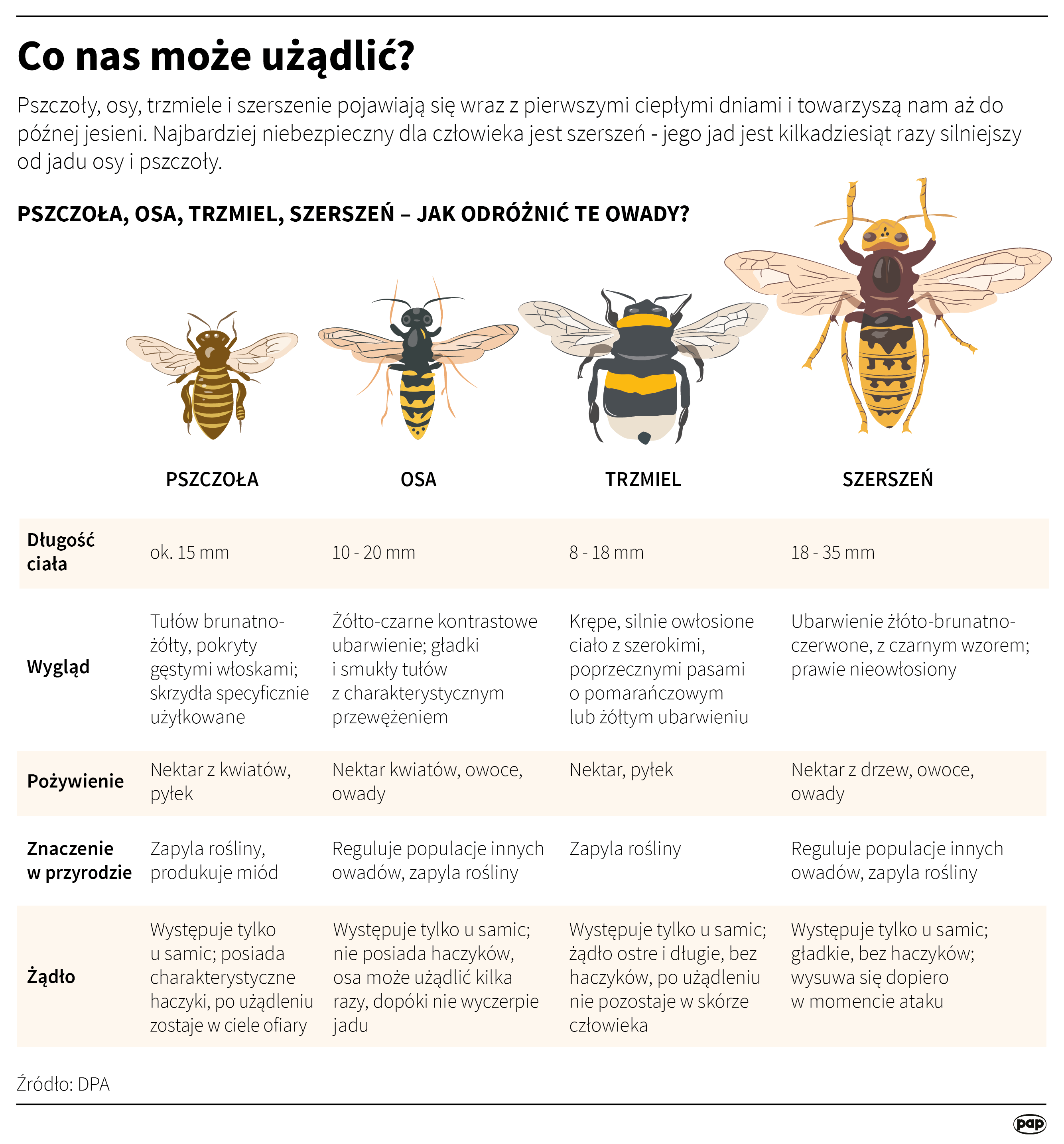 Co nas może użądlić?