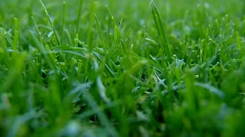 Człowiek, który słucha trawy na stadionie 