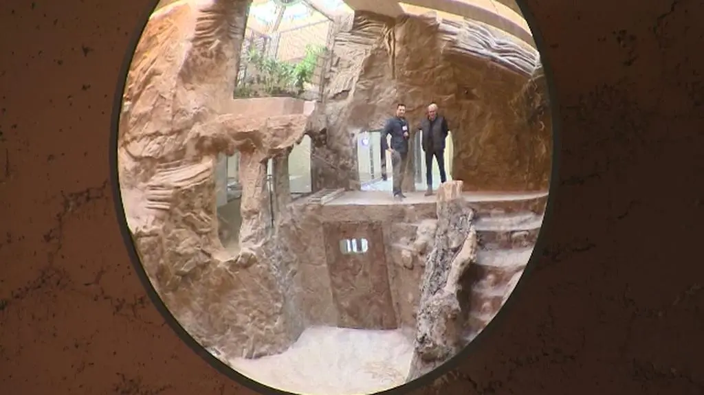 Cztery lwy zamieszkają w gdańskim zoo