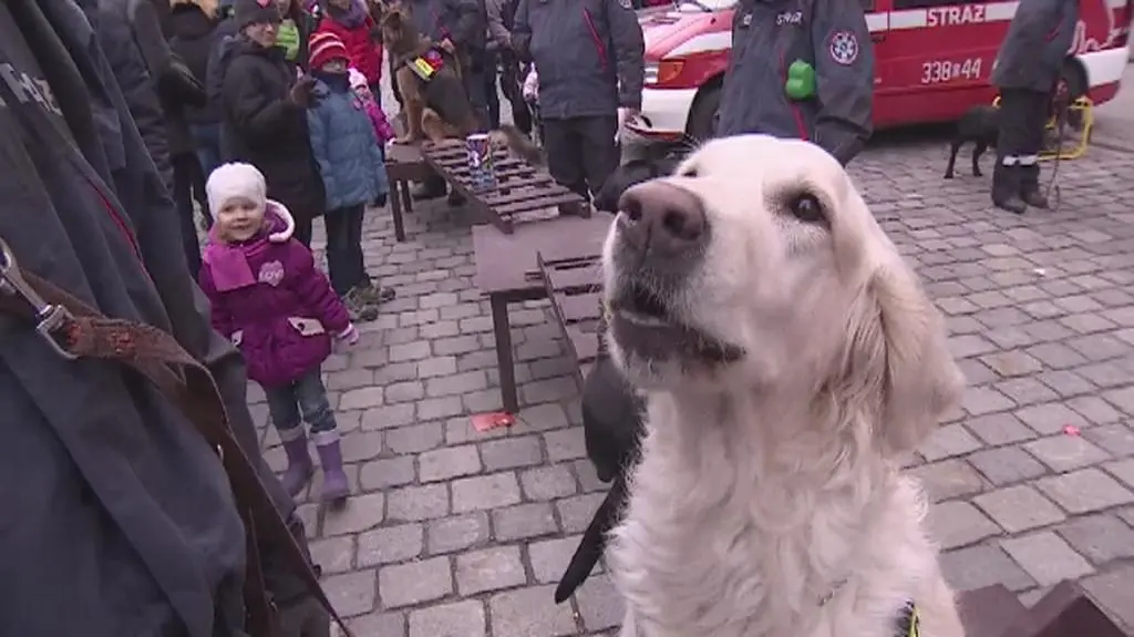 Czworonogi pomagają wolontariuszom we Wrocławiu 