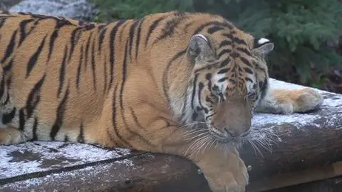Do zoo w Człuchowie trafiły 30 dni temu. Tygrysy czują się duzo lepiej