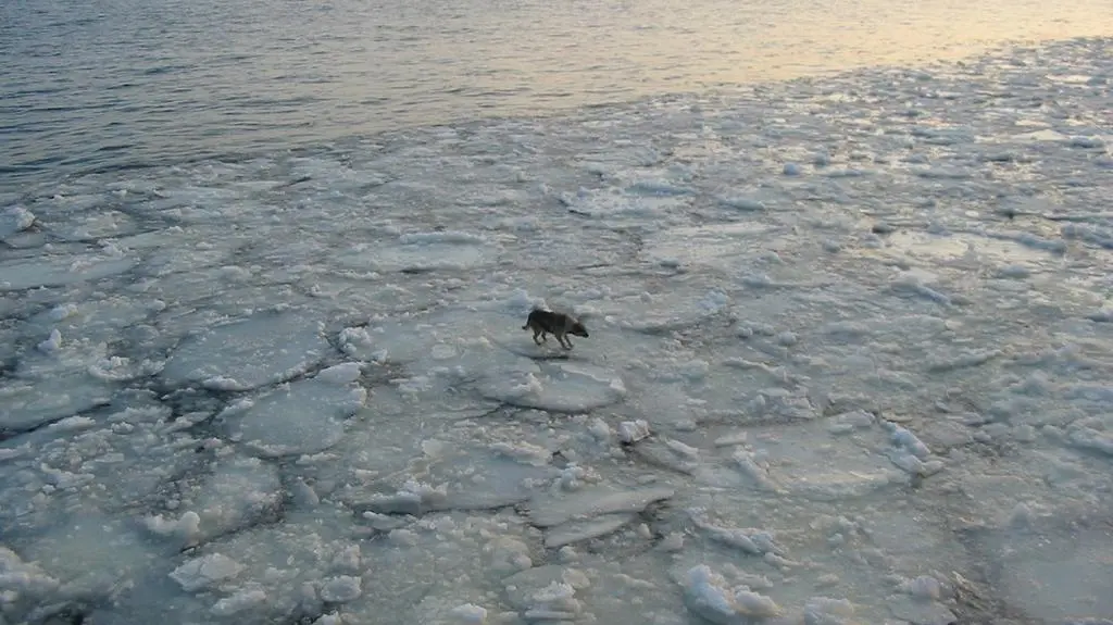 Dryfował na krze, zostanie na statku?
