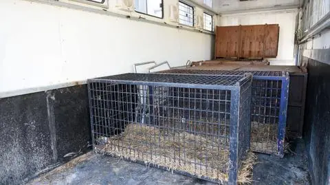 Dyrektor poznańskiego zoo: tygrysy przyjechały w stanie zagrożenia życia 
