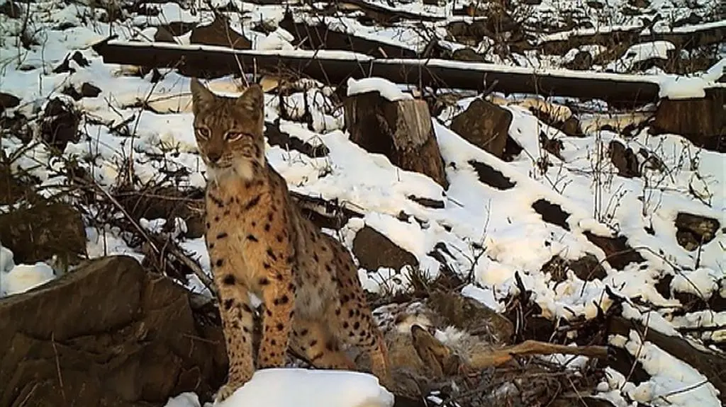 Dzięki fotopułapce zarejestrowali ucztę rysicy