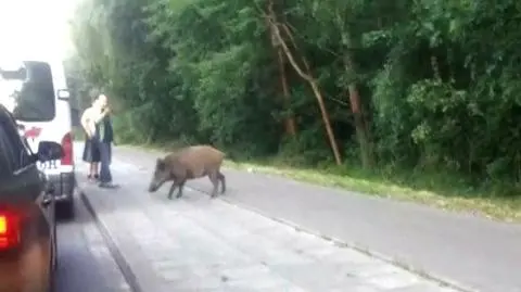 Dzik zostawił turystów i wrócił do lasu 