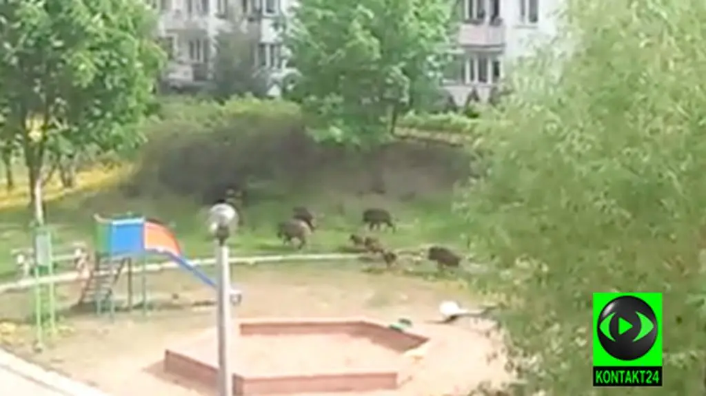 "Dziki" poranek w Toruniu