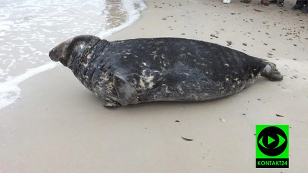 Foka-plażowiczka z wizytą w Gąskach