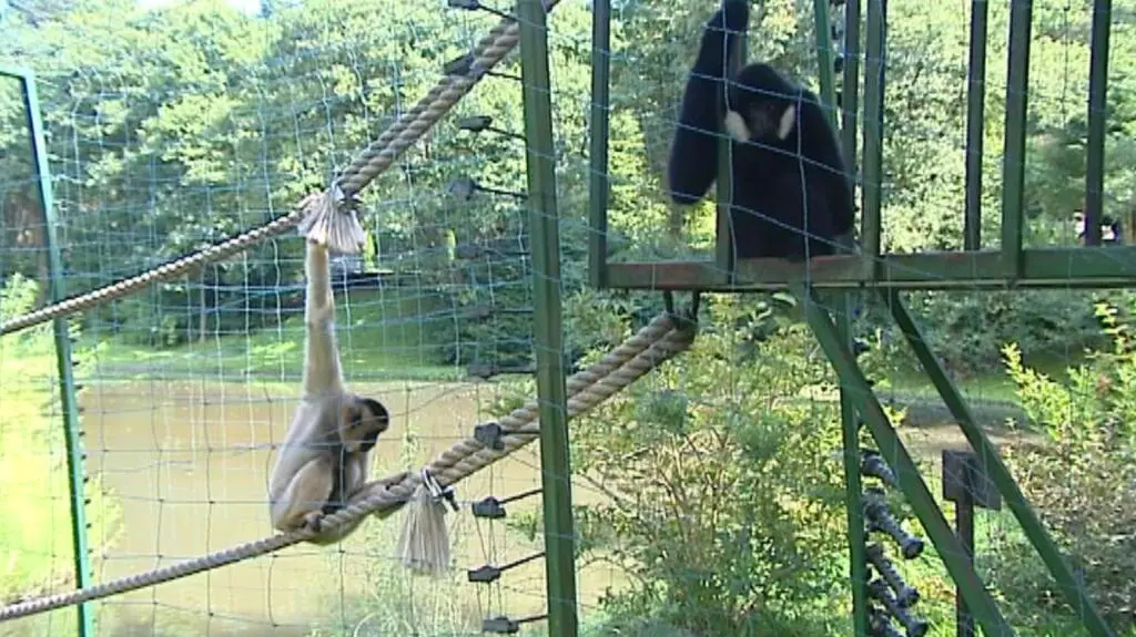 Gibony z gdańskiego zoo mają nowy dom
