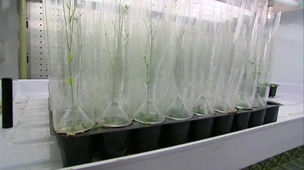 GMO: Szansa czy zagrożenie?