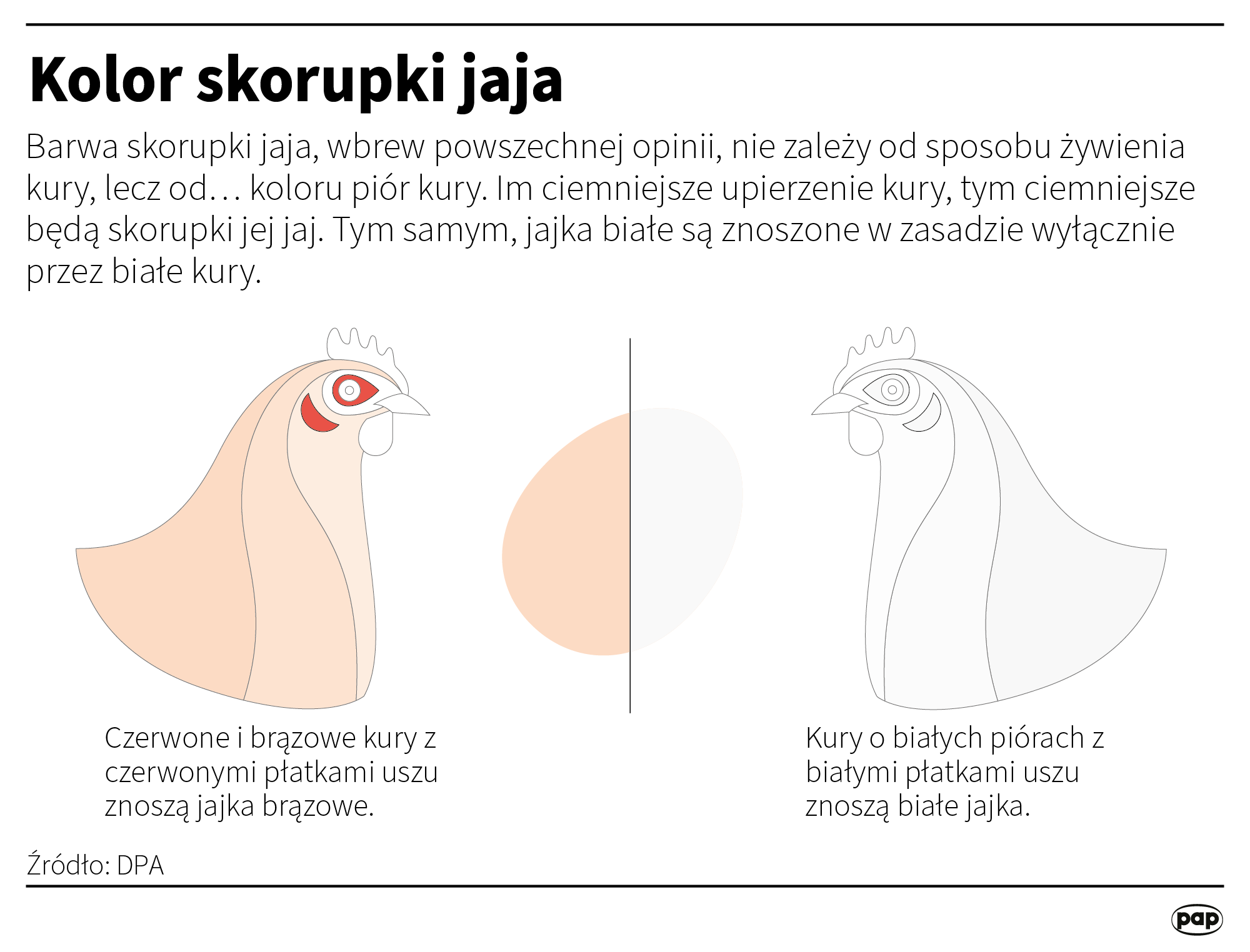 Kolor skorupki jaja