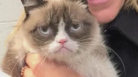 Grumpy Cat zarobił w tym roku więcej niż Ronaldo