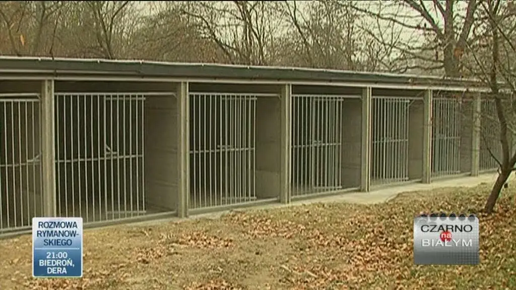 Jak psy są traktowane w Polsce