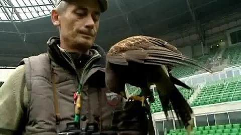 Jastrząb czuwa nad stadionem 