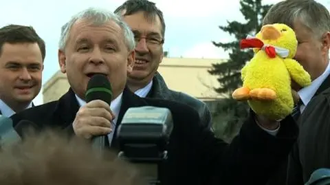 Kaczka kontra kaczor