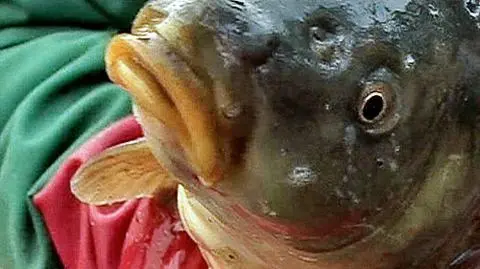 Karp: żywy czy martwy?