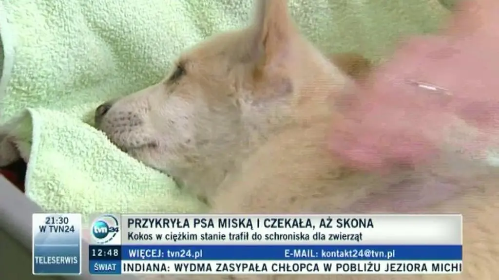 "Kokos czuje się znacznie lepiej, próbuje stanąć na nogi"
