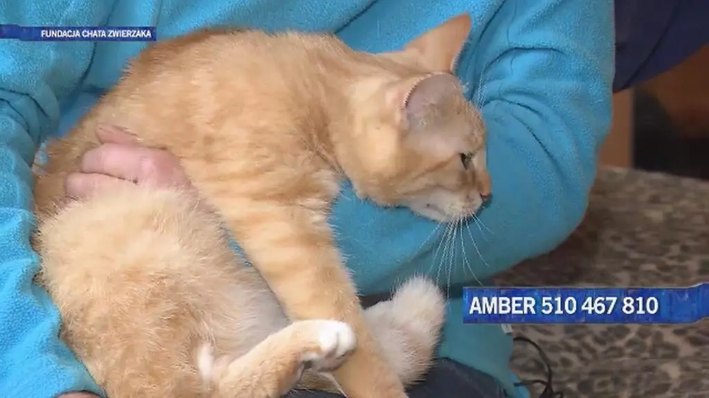 Kotka Amber szuka domu