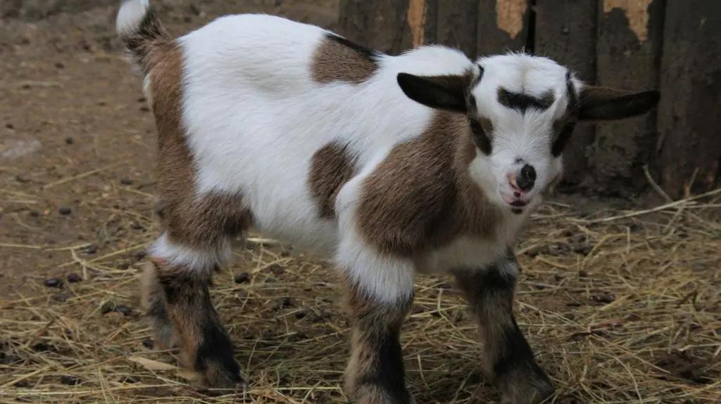 Kózki karłowate w poznańskim zoo