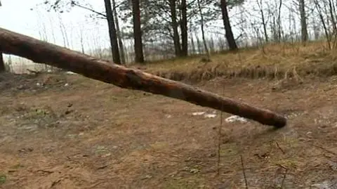 Ktoś ściął brzózkę. Karę zapłaci staruszka